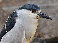 BlackHeron6.jpg