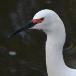 Egret.jpg
