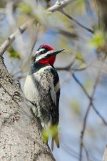 DSC_5173+Yellow Belly Sapsucker -0035.jpg