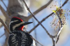 DSC_5233+Yellow Belly Sapsucker -0031.jpg