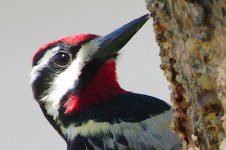 DSC_5258+Yellow Belly Sapsucker -0023.jpg