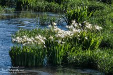 05-08-2017_0042-Edit.jpg
