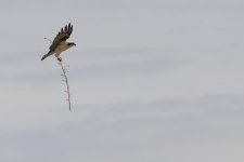DSC_4908+Red Deer Penhold Osprey -0023.jpg