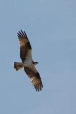 DSC_4941+Red Deer Penhold Osprey -0017.jpg