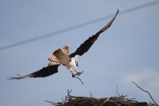DSC_5013+Red Deer Penhold Osprey -0007.jpg