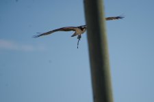 DSC_5005+Red Deer Penhold Osprey -0008.jpg