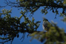 DSC_6926+almost bird -0001.jpg