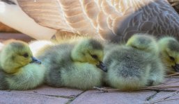 Huntsville gardens-May-2017--17.jpg