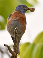 Bluebird2.jpg