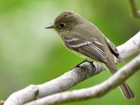 Flycatcher4.jpg