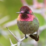 Hummer8.jpg