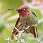 Hummer10.jpg