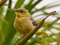 Oriole6.jpg