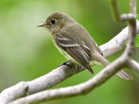 Flycatcher5.jpg