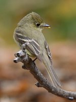 Flycatcher2.jpg