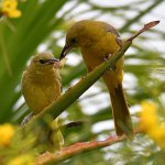 Oriole23.jpg