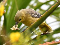 Oriole25.jpg