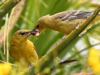 Oriole11.jpg