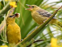 Oriole13.jpg