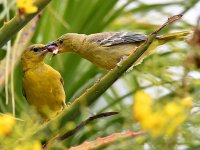 Oriole9.jpg