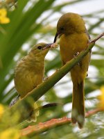 Oriole22.jpg