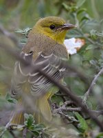 Oriole28.jpg