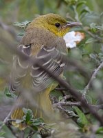 Oriole29.jpg
