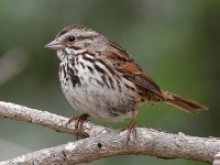 Sparrow2.jpg