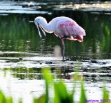 dsc_5902_001.jpg