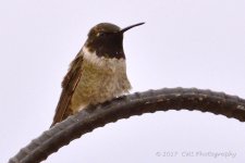 5-9-17-cr__D7K6966.jpg