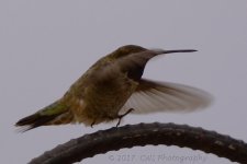 5-9-17-cr__D7K6968.jpg