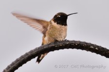5-9-17-cr__D7K6980.jpg