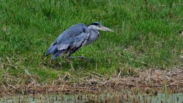 DSC_1452.jpg