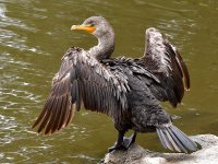 Cormorant3.jpg