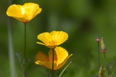 Huntsville gardens-May-2017--18.jpg