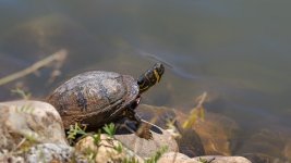 Huntsville gardens-May-2017-3236.jpg