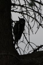 DSC_8140+Femaile Yellow Belly Sap Sucker -0007.jpg