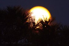 5-10-17-cr__D7K6989.jpg