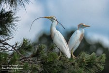 05-11-2017_0047-Edit.jpg
