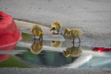 BTCGeese1.jpg