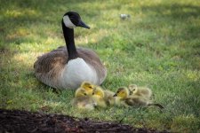 BTCGeese2.jpg