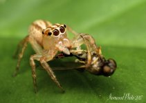 DSC_8105.jpg