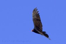 5-11-17-cr__D7K6994.jpg