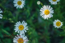 Afternoon walk-5441.jpg