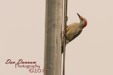 Lazy Man Bird Watching-2102.jpg