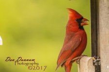 Lazy Man Bird Watching-2123.jpg
