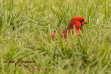 Lazy Man Bird Watching-2135.jpg