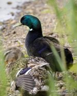 DSC_5575 low res.jpg