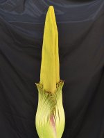 CorpseFlower.jpg