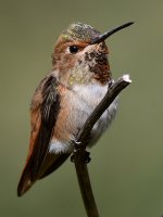 Hummer17.jpg